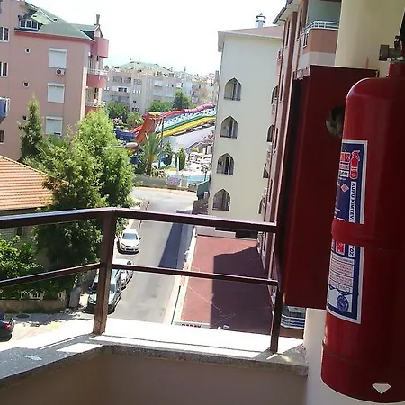 Gray Wolf Αλάνια